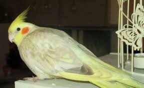 Cockatiel Yellow Bird With Red Cheeks Brisbanebird Cockatiel Eatsoffyourplate Littlebird Lostpetbrisbane Losing A Pet Cockatiel Parrot