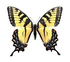 Bicbugs Papilio Glaucus Tiger Swallowtail Female Yellow Black Butterfly Indiana Tiger Butterfly Tattoo Yellow Butterfly Tattoo Butterfly Sketch