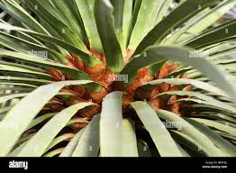 Image result for Dracaenaceae