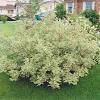 Kousa slowly grows into a lovely, small deciduous tree. 1