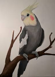 Cockatiel 10 X 14 Acrylic On Canvas Easy Animal Drawings Animal Drawings Cute Drawings