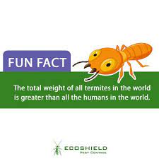 Pest control service sun city, buckeye, peoria, surprise arizona. Pest Control Termite Control Exterminators For Arizona Oklahoma Santa Clarita Ecoshield Pest Termite Control Pests Termites
