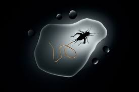 Much like oscar winners like parasite, korean family dramas are also garnering praise worldwide, for now, they can be watched on netflix. Parasites Are Going Extinct Here S Why We Need To Save Them