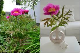 Pfingstrosen ziehen mit ihrer verschwenderischen blüte als vasenschmuck alle blicke auf sich. Pfingstrosen Vom Garten Ins Wohnzimmer Tiziano