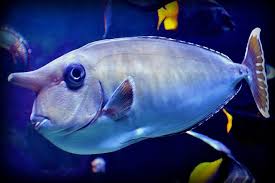 Fish Beautiful Sea Creatures Unicorn Fish Deep Sea Creatures