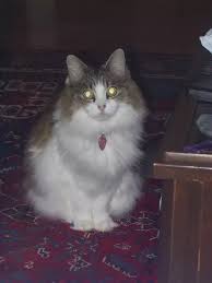 It is a unique genetic structure that makes a tortie a tortie. Can Two White Cats Have Black Kittens Quora