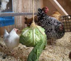Cold Weather Care Chicken Boredom Chicken Coop Chickens