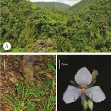 Image result for Polyspatha