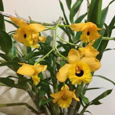 Image result for Ocimum fimbriatum