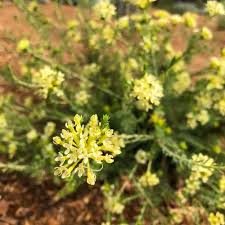 Image result for Gnidia goetzeana