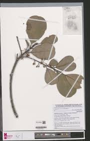 Image result for Manilkara obovata