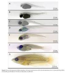 Image Result For Betta Fish Genetics Chart Betta Betta