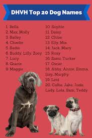 Search dog names starts with letter b for your male and female puppy. Popular English Bulldog Names Dog Names Bulldog Names Pug Names