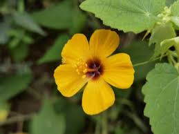 Image result for Pavonia burchellii