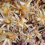 Image result for Dicoma