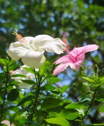 Image result for Hibiscus micranthus