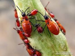 Pin On Bugs Bugs Bugs