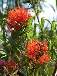 Image result for Combretum sp. A