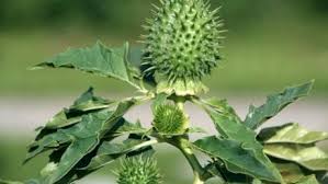 Image result for durman obecný plod