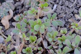 The only superficial lookalike to be aware of is spurge (particularly spotted spurge, euphorbia maculata) which has a similar growth habit and is often found growing right alongside purslane. Purslane Awkward Botany