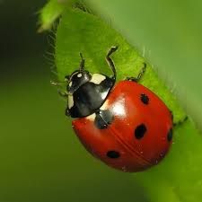 Black And Red Ladybug Meaning Robin Moreno Robinmoreno3fb Ladybug Insects Beneficial Insects