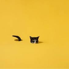 User Selected Cover Yellow Cat Cat Aesthetic Yellow Aesthetic