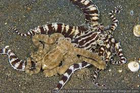 Andrea And Antonella Ferrari Photograph Pair Of Mating Mimic Octopus Mimic Octopus Octopus Underwater Photography
