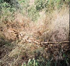 Image result for Hyparrhenia anthistirioides