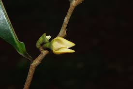 Image result for Xylopia odoratissima