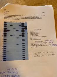 Well, with that evidence in place, colin pitchfork confessed to both murders. Spring 2020 Results Lab 13 Here Is The Gel That W Chegg Com