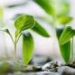 Sustainable Seed Pods event image