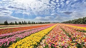 Holland sea of flowers address. A Valentine S Day Look At Israel S Flower Industry Israel21c