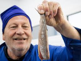 Een haring is holllandse nieuwe als het vetpercentage minimaal 16 procent is. Dit Is Er Nog Hollands Aan De Hollandse Nieuwe Scandinavische Haring Nederlandse Keurmeesters