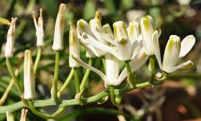 Image result for Albuca virens