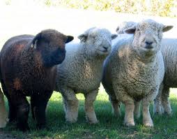 Southdown Longitudinal Socks Babydoll Sheep Sheep Breeds Sheep And Lamb