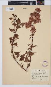 Image result for Rumex lanceolatus