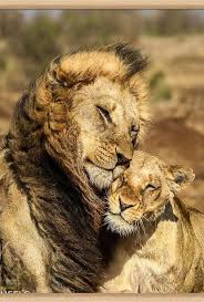 Pin By Abbygail Selph On Lion Love In 2020 Lion Love Animals Beautiful Majestic Animals