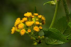 Image result for Crassocephalum montuosum