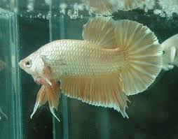 How To Choose Betta Fish Male And Female For Breeding Betta Betta Fish Betta Betta Fish Care