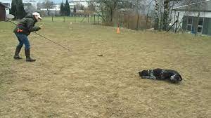 reizangel arbeit dd erbse hundeverein hunde jagd