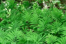 Image result for Synadenium angolense