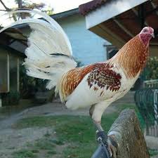 Beautiful 3 4 Blue 1 4 Asil Chicken Breeds Beautiful Chickens Chickens Backyard