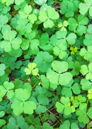 Image result for Marsilea minuta