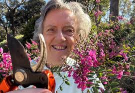 Drought-proofing with kurrajongs for sheep feed