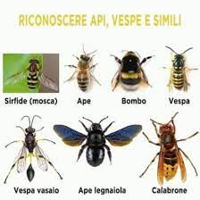 Risultati di ricerca calabrone nero: Guida Agli Insetti Riconoscere Quali Pungono E Quali Sono Innocui La Rivista Della Natura