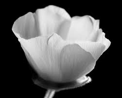 Download the perfect black and white flower pictures. Flowers In Black And White Black White Photography On Fstoppers