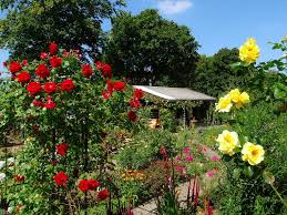 Beautiful roses come from the northern hemisphere or rather come from china. Paling Keren 30 Wallpaper Gambar Taman Bunga Mawar Gambar Bunga Indah