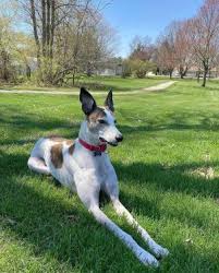Find chihuahuas for sale in iowa city, ia on oodle classifieds. Dogs For Adoption Near Iowa Ia Petfinder
