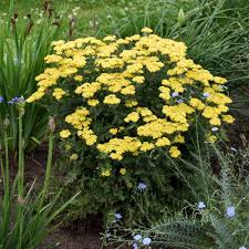 These perennial flowers will stay in bloom for weeks or repeat bloom during the season, giving you a longer season of color and interest. Photo Essay Extremely Cold Hardy Perennials Perennial Resource