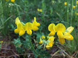 Image result for Lotus corniculatus